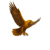 Golden Eagel