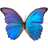Papillon bleu
