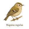 Goldcrest – Regulus regulus