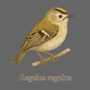 Wintergoldhähnchen – Regulus regulus