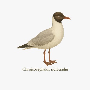 Lachmöwe - Chroicocephalus ridibundus