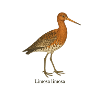 Black-tailed Godwit - Limosa limosa