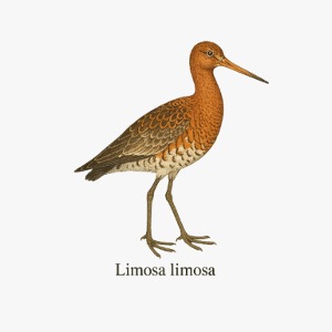 Uferschnepfe - Limosa limosa