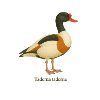 Shelduck - Tadorna tadorna