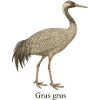 Crane – Grus grus