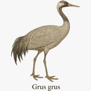 Kranich – Grus grus