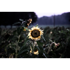 Échos du soleil - tournesol