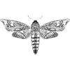 Mystical Skull Hawkmoth – Filigree Insect