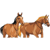 Two beautiful brown horses