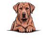 Labbyfiziert Foxred Labrador