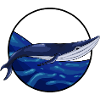 Swimming blue whale