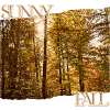 Sunny Fall - Herbstsonne im Wald