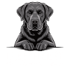 Labbyfiziert black Labrador