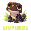 Salamanders Salamander