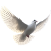 Dove of Peace
