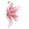 Lily flower