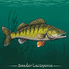 Zander Pêche Pêche Poissons Prédateurs