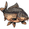 Carp Fishing Fishing