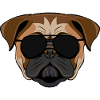 Bulldog in sunglasses