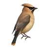 Forest bird – lifelike & graceful