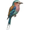 Lilac Bird – tropical & dreamlike