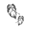 Monstera Monkey Print Plant