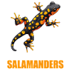 Salamanders Salamander