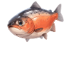 Salmon Salmon