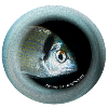 Bulls-eye Fish