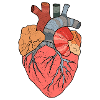 Heart Organ