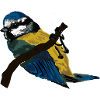 Memories in Feathers
