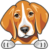 Peeking cute sad foxhound