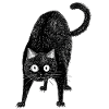 Chat noir