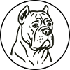 Cane Corso