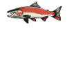 Salmon Salmon