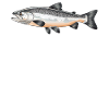 Salmon Salmon
