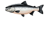 Salmon Salmon