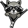 Curious raccoon