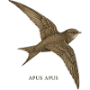 Swift – Apus Apus