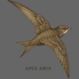 Martinet – Apus Apus