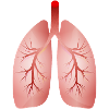 Human Lung – Medical Illustration