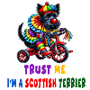 Clown Terrier on Tricycle