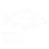 Carp Fishing Fishing