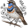 Bluethroat