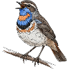 Bluethroat
