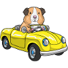 Voiture cochon d’Inde