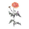 Coquelicot
