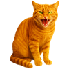 Hissing orange tabby cat