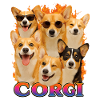 Corgi