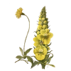 molène Fleur de verbascum